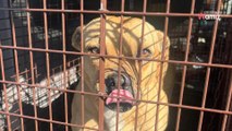 Bezpański pies nie pozwala się zabrać. Ratownicy mają łzy w oczach, kiedy odkrywają powód (video)