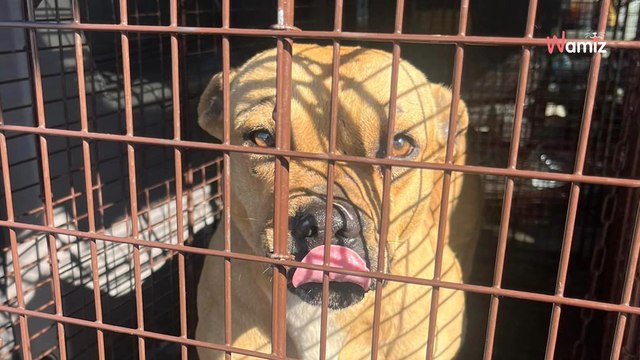 Bezpański pies nie pozwala się zabrać. Ratownicy mają łzy w oczach, kiedy odkrywają powód (video)