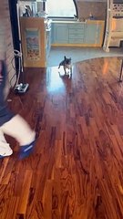 Frenchie Skedaddles Adorably After His Owner