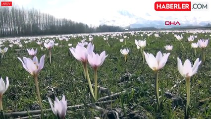 Muş Ovası'ndaki Kardelenleri koparanlara 387 bin TL ceza