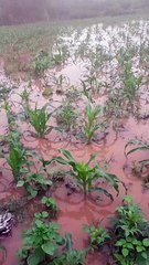 Pérdidas de cultivos en Lagunillas, Santa Cruz