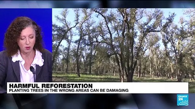 Harmful reforestation: Planting trees in the wrong area can be damaging