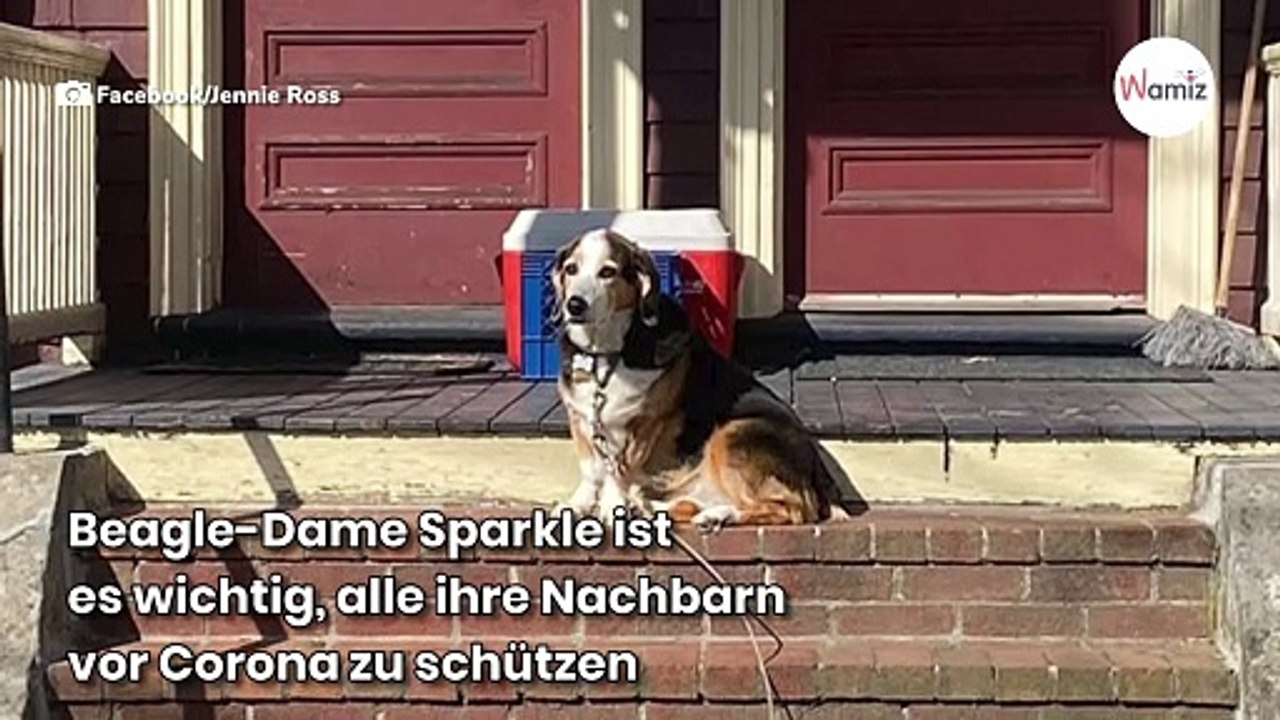 Frau will einen Beagle streicheln: Als sie ein Schild daneben sieht, ist sie völlig baff!