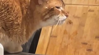 Orange Cat Sits Under Running Faucet to Get a Drink || ViralHog