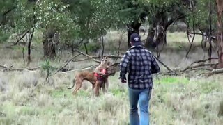 Man Punches a Kangaroo in the Face to Rescue His Dog (Original HD) || ViralHog