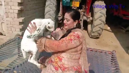 Most Funny and Cute Baby Goat Videos | Uzma Shaheen | Village Life