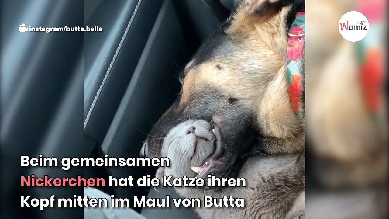 Katze steckt im Maul vom Schäferhund fest: Frauchen gerät in Panik (Video)
