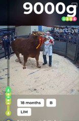 A record breaking sale at Ballymena Mart