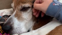 Ce chien de refuge échoue 7 fois à être adopté pour une raison qui donne des frissons (vidéo)