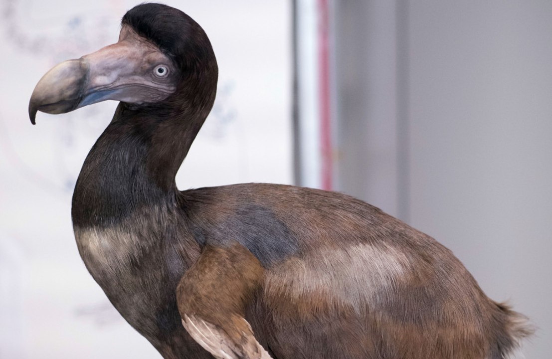 Scientists are making "incredible progress" in their efforts to bring the dodo back from the dead