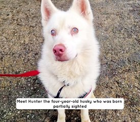Meet Hunter: Loving Partially Sighted Husky Seeks Forever Home 🐾