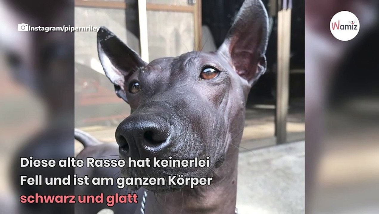 Echter Hund oder nur eine Statue? Schnappschuss geht viral!
