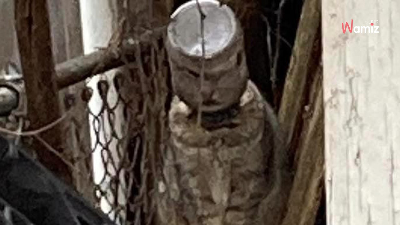 Katze in absurder Lage gefunden: Wettlauf gegen die Zeit beginnt!