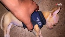 Creyó que su perrito Moncho se había muerto: 80 millones de personas en vilo