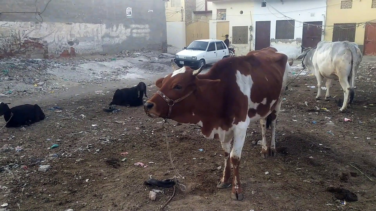 Asian cow animal