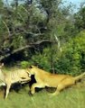Kudu Narrowly Escapes From Lioness At Lion Sands