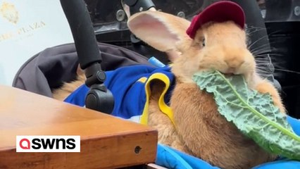 Meet the 30lb giant bunny who 'volunteers' at hospitals and airports