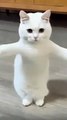 Chat dance #cats #chat #fannycats