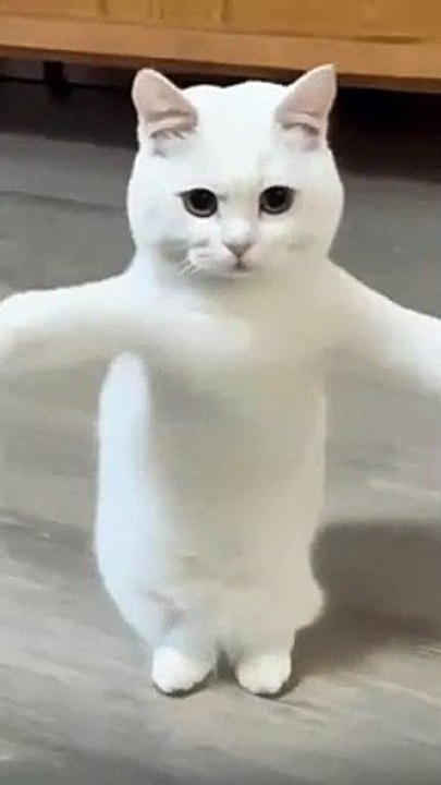 Chat dance #cats #chat #fannycats