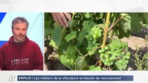 EMPLOI / Les métiers de la viticulture en besoin de recrutement