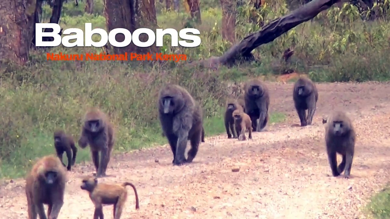 Baboons in Nakuru