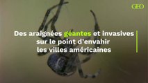 Des araignées géantes et invasives sur le point d’envahir les villes américaines