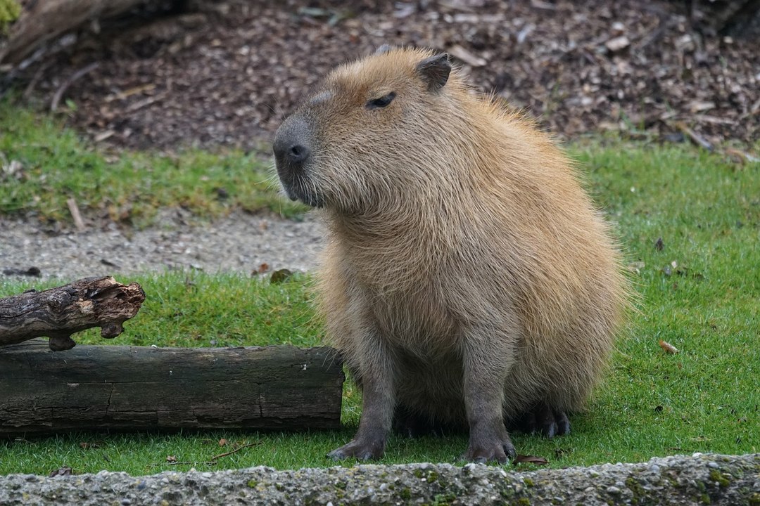 Vídeo: capivara invade casa e 'faz a festa' em cama de morador