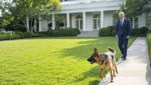 El Perro De Biden Muerde Habitualmente A Los Agentes Secretos