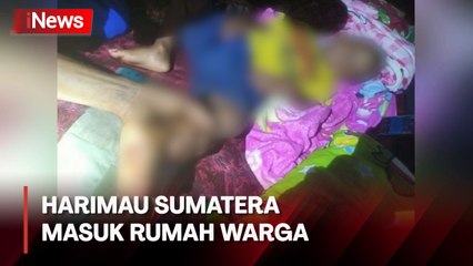 Ngeri, Sedang Tertidur dalam Rumah Bocah 2 Tahun Diserang Harimau Sumatera di Siak