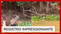 Onça é flagrada predando jacaré no Pantanal, e vídeo viraliza nas redes sociais