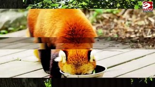 Los pandas rojos no pertenecen a una sola especie