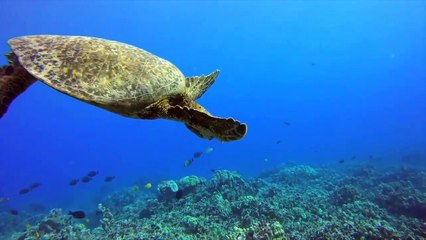 The Great Marine Migrations*2024