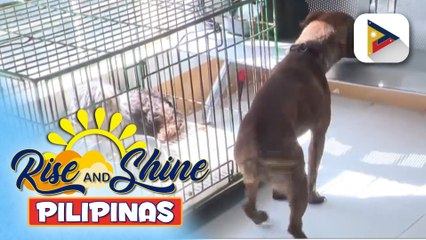 Mga alagang hayop, apektado rin sa mainit na panahong dala ng #ElNiño