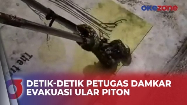 Detik-Detik Ular Piton Sembunyi di Bawah Mesin Cuci Dievakuasi Petugas Damkar