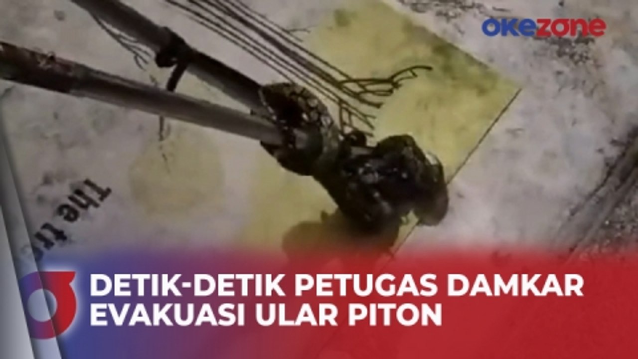 Detik-Detik Ular Piton Sembunyi di Bawah Mesin Cuci Dievakuasi Petugas Damkar