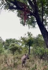 Hyena Attempting To Steal A Carcass From This Leopard