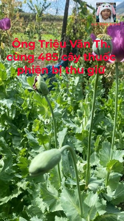 Phát hiện một người dân trồng gần 500 cây thuốc phiện trong vườn nhà