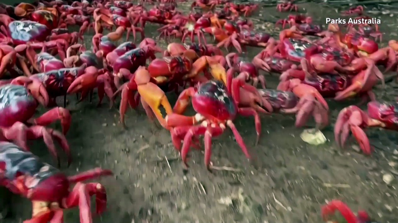 Dry weather hampers Christmas Island crab migration