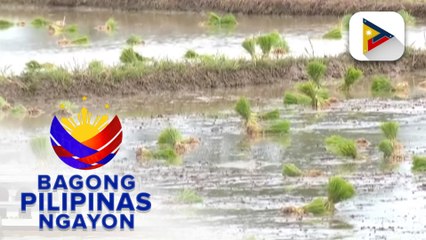 Descargar video: Panayam kay PCO Asec. Joey Villarama, Task Force El Niño Spokesperson