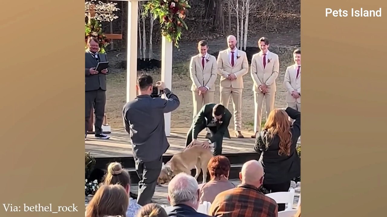When you are afraid of dogs and your BETTER HALF PLAY ALL DAY!