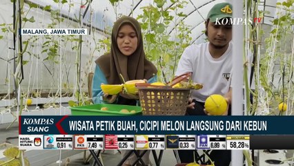 Wisata Petik Buah di Malang, Cicipi Melon Langsung dari Kebun