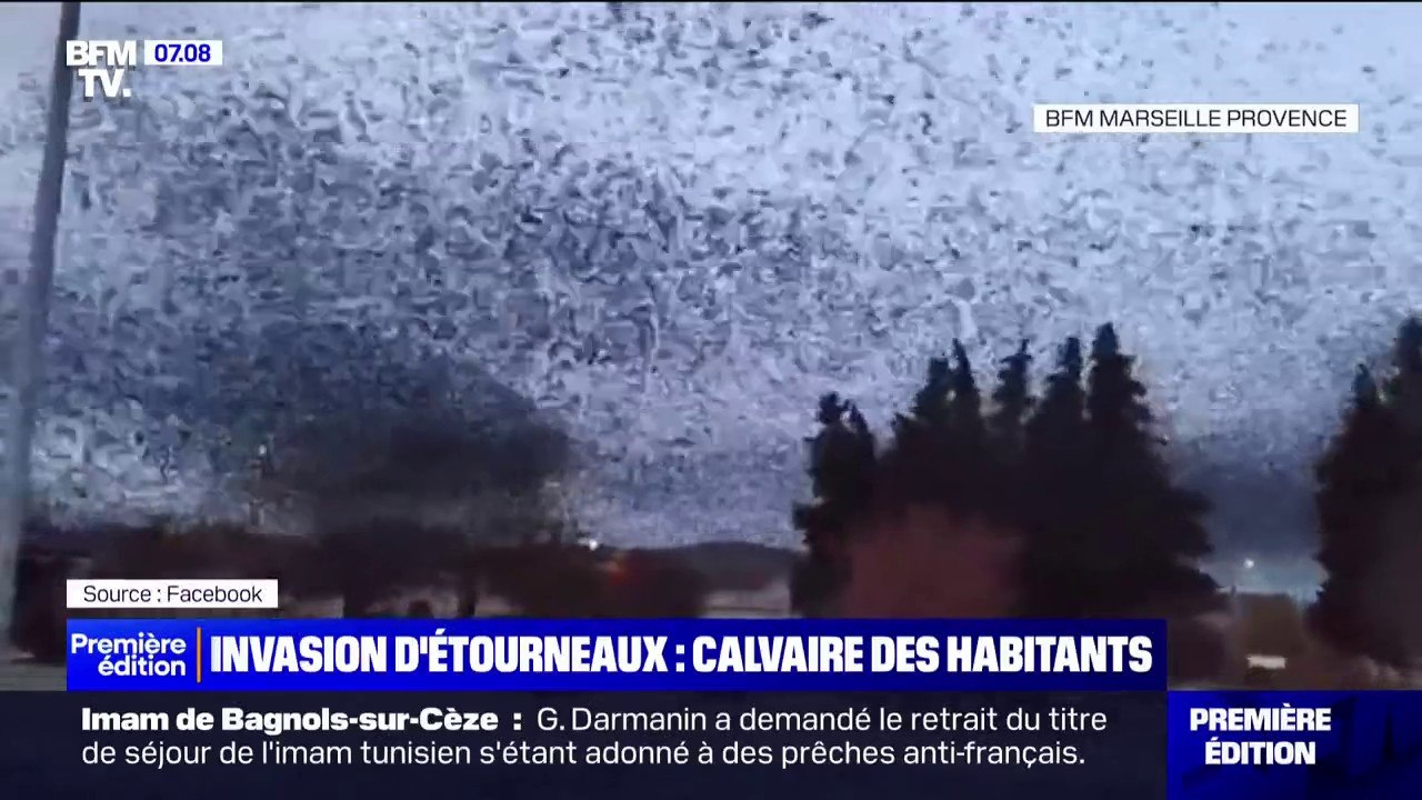 "On se prenait les crottes sur la tête": le calvaire des habitants de Peyrolles-en-Provence face à une invasion d'étourneaux