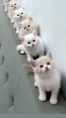 cat Cutest thing you'll see today