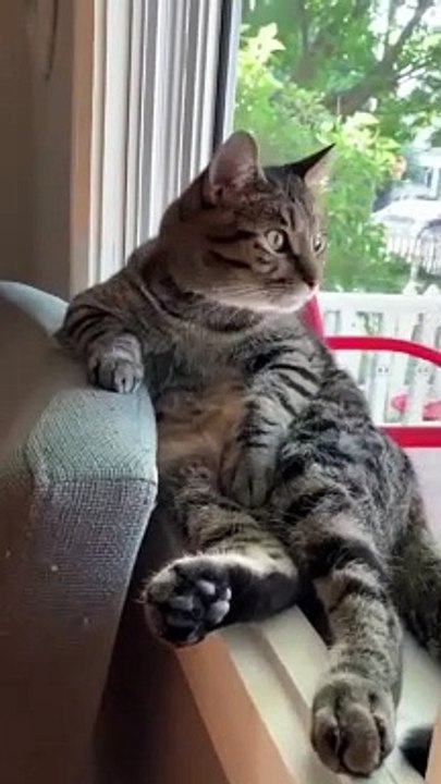 cat Cutest thing you'll see today