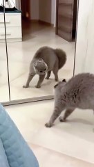 cat Cutest thing you'll see today