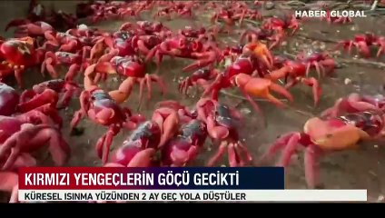 Ormandan çıkıp okyanusa göç ederken görüntülenen kırmızı yengeçler ilgi çekti