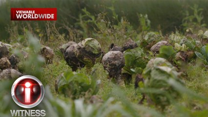 Repolyo na Hindi Maibenta, Hinahayaan na Lang na Mabulok sa Benguet 🥬