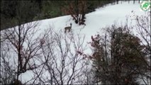 Karla kaplı ormanlık alanda 2 karaca görüntülendi