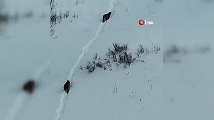 'Ormanın hayaleti' görüntülendi