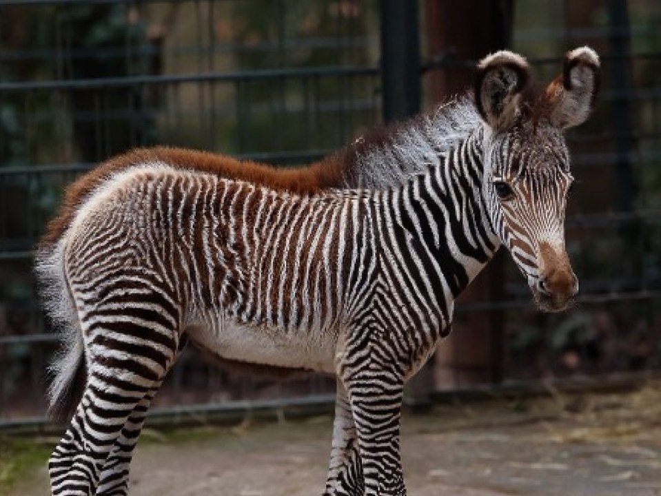 Seltenes Zebra-Fohlen 'Lumi' begeistert Zoobesucher